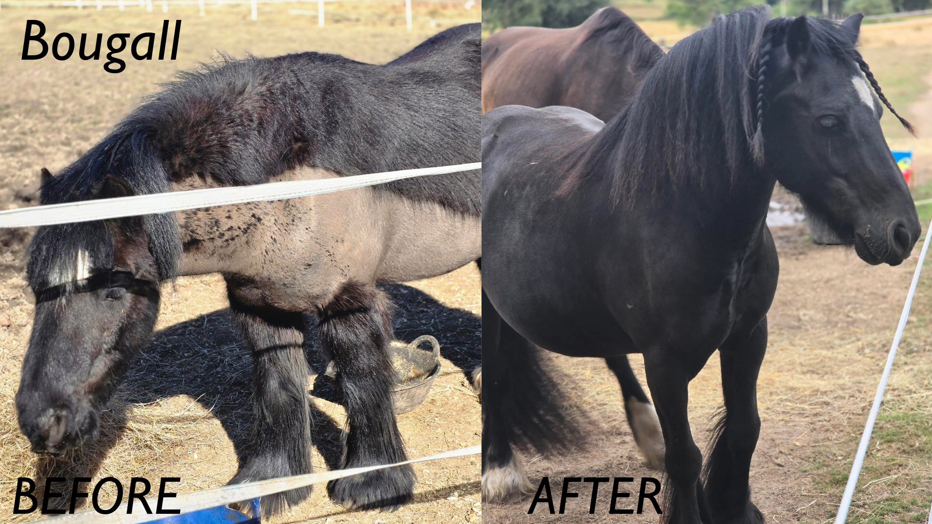 INCREMENTUM THE HAIRBRUSH