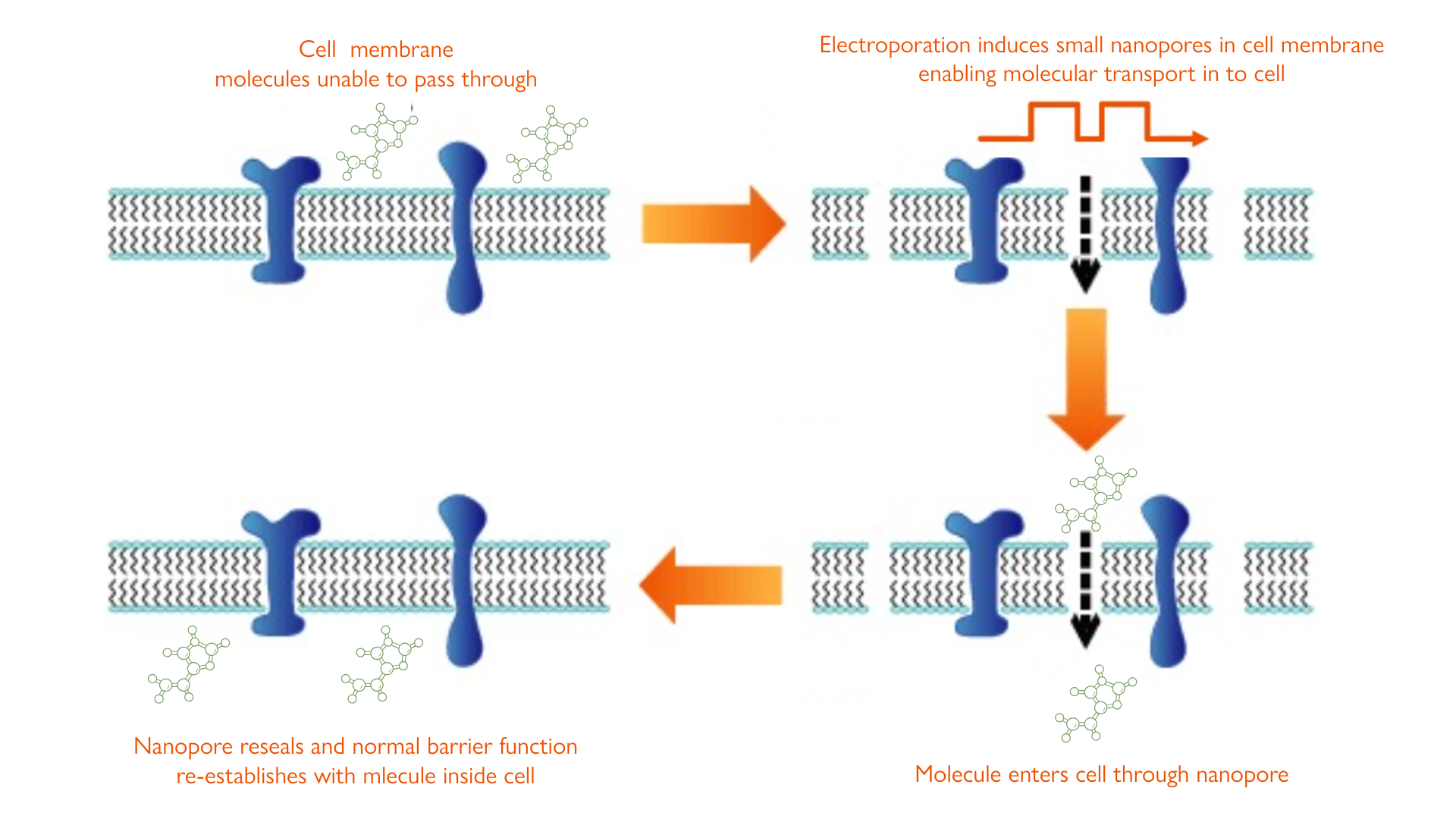 ELECTROPORATION